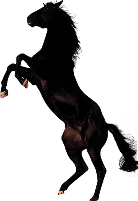 horse-PNG344-result