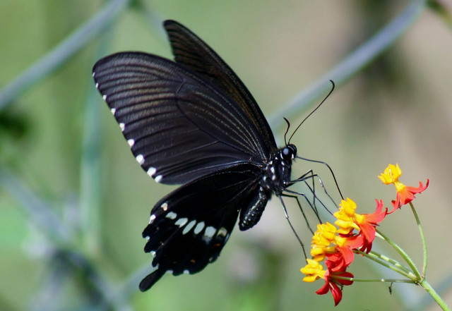 Papilio-polytes-polytes-bytreef