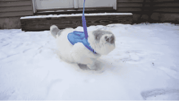 2341985-original.gif