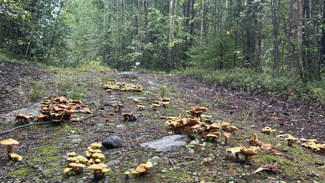IMG 5223.jpg