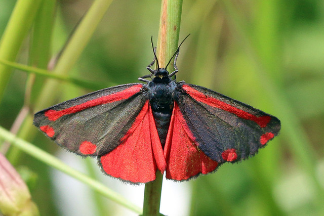 cinnamon-moth