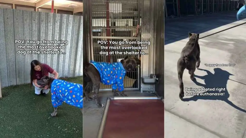 A Long-Term Shelter Resident Finally Finds His Forever Home
