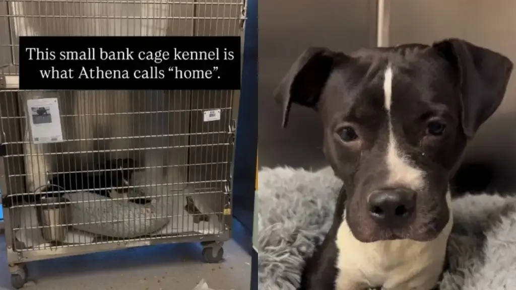 Shelter Dog's Fearful Existence in Tiny Kennel