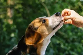Best Pill Pockets for Beagles to Make Medication Time Easier