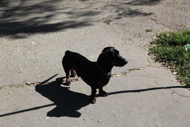IMG-0809