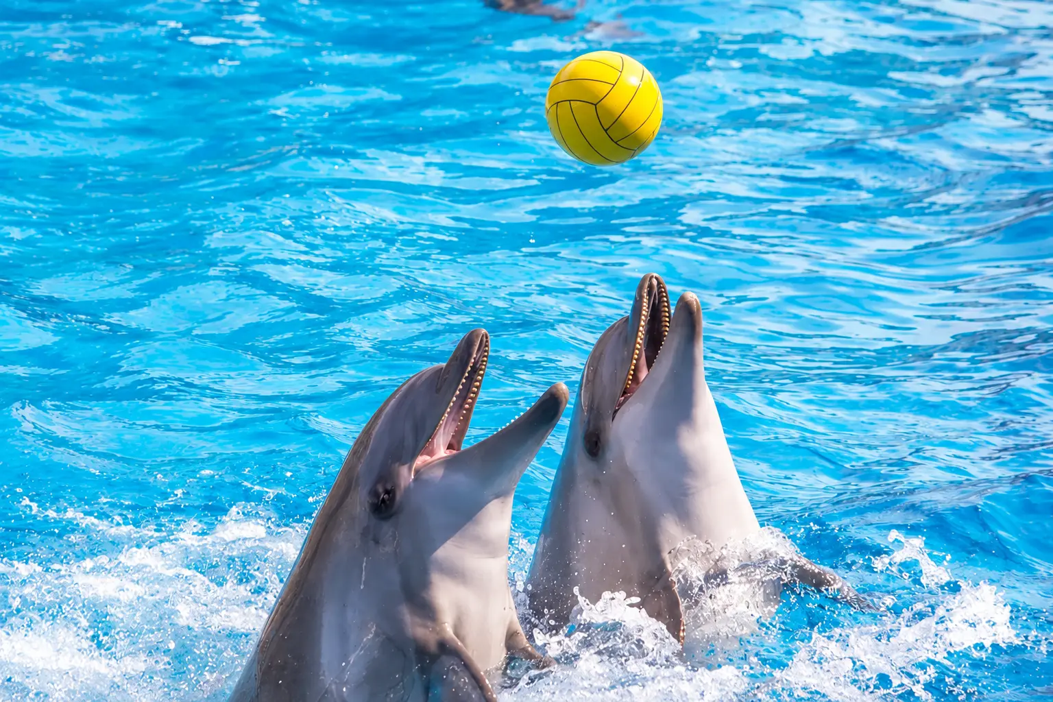 Dolphin Show Hurghada