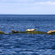 Seals-07