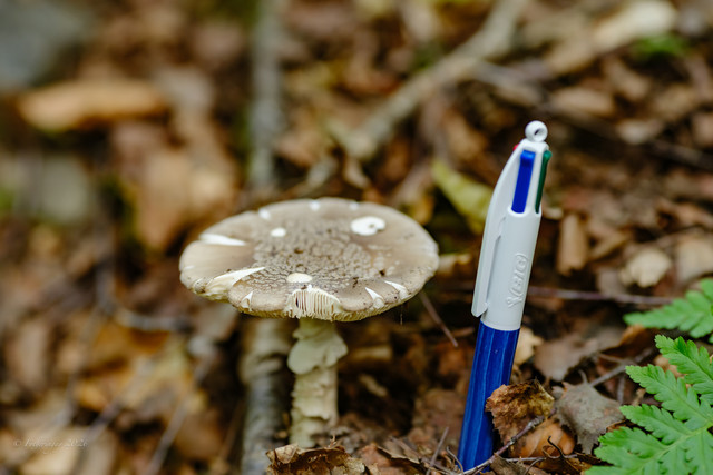 DSF6588.jpg