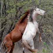 Horses-Set-2-1