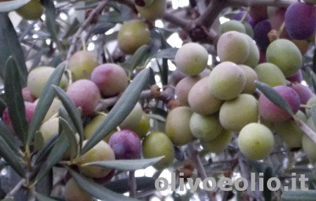 Peranzana Olive tree
