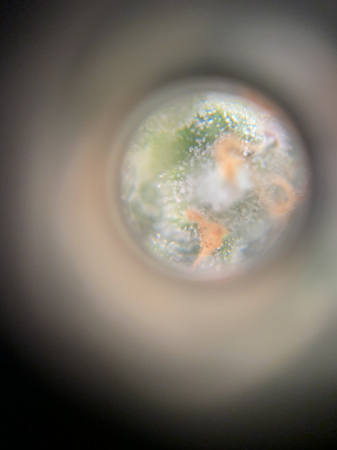 IMG-2905