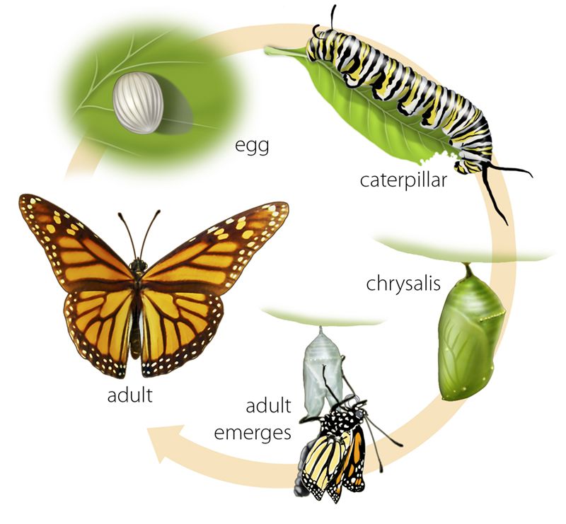 butterfly-2