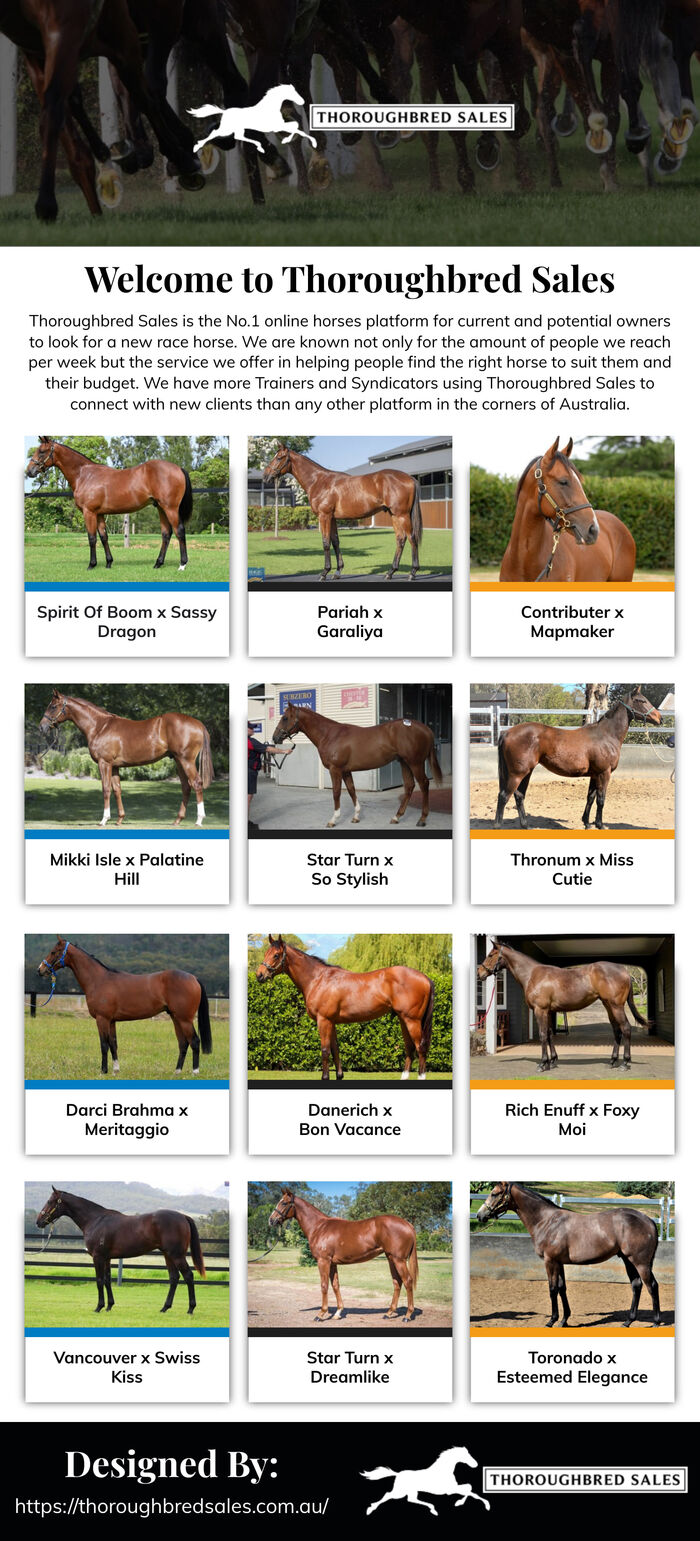 Thoroughbred-Sales