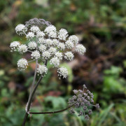 DSC7678
