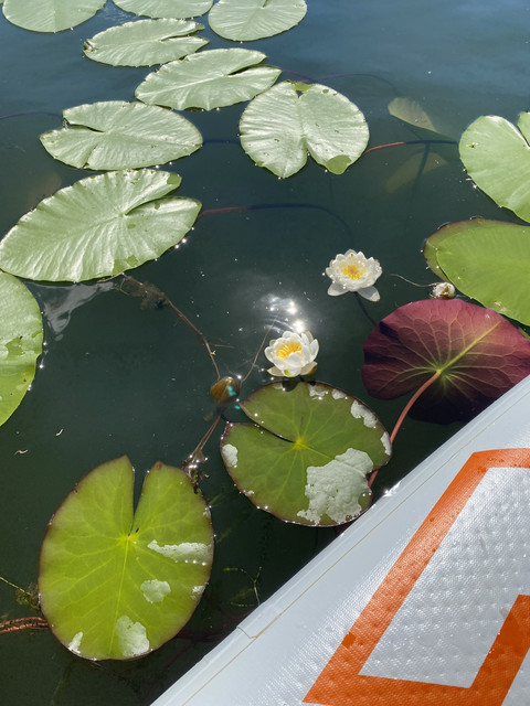 EE5-FA6-C6-B763-4-CEF-8-B97-D9282142-ECE