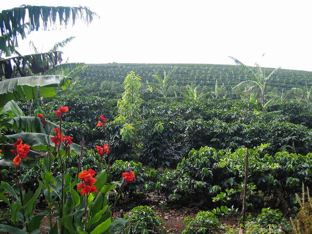 Coffee-Plantation4