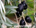Variety of Moorish Olive Variety of Moorish Olive, millenary olive trees