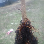 all-Roots1-4-2025