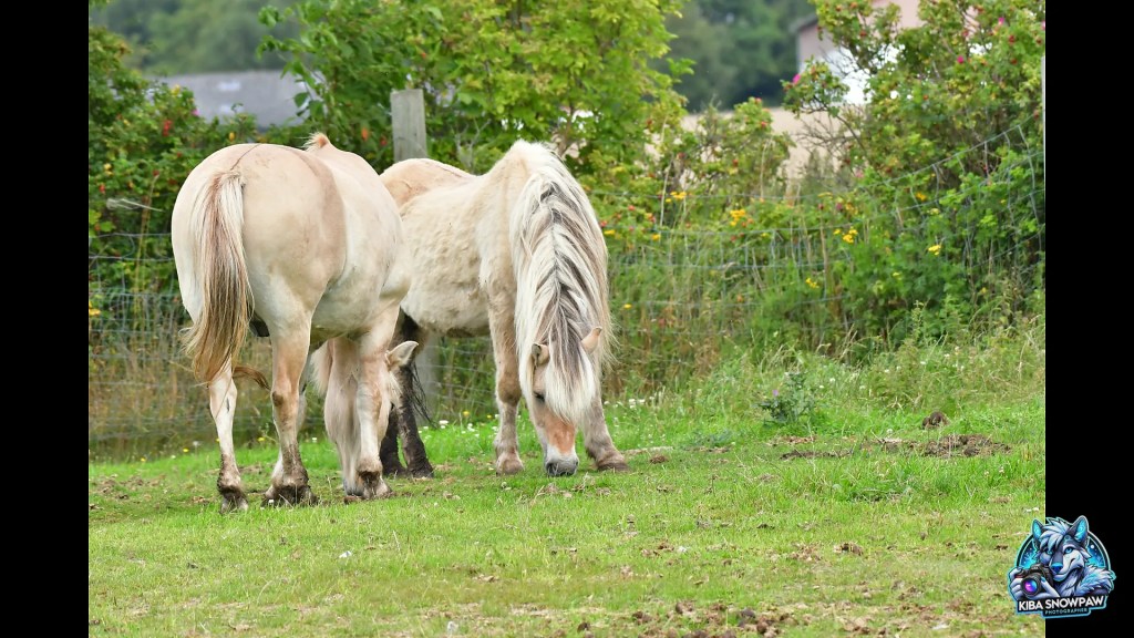 Two light-coloured horses grazing.