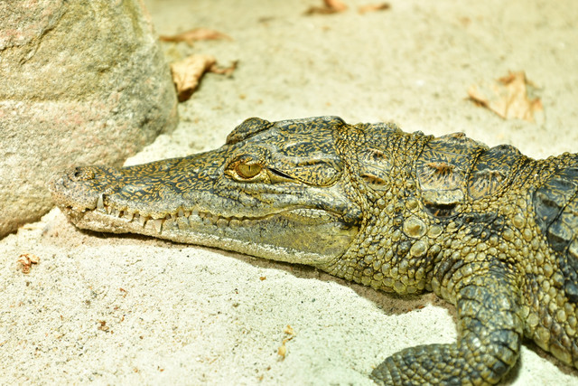 Close-up of a West African crocodile’s head