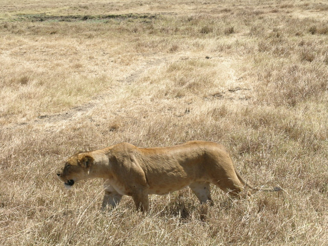 DSCN4594.jpg