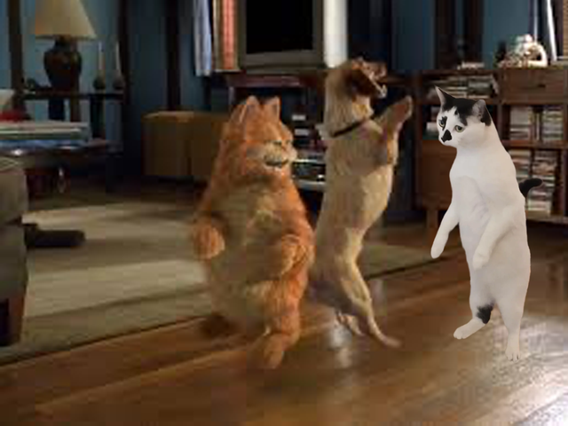 Garfield-Cat