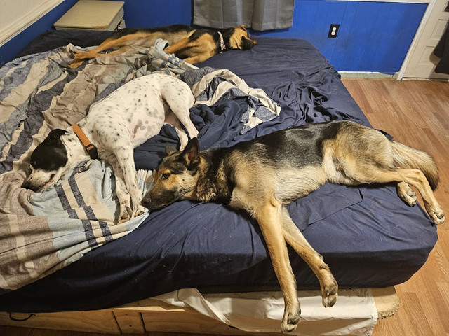 puppies2.jpg