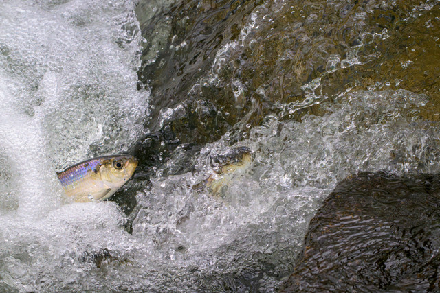 DSC 8598.jpg