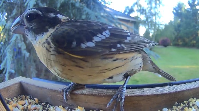 最近認識された鳥の写真