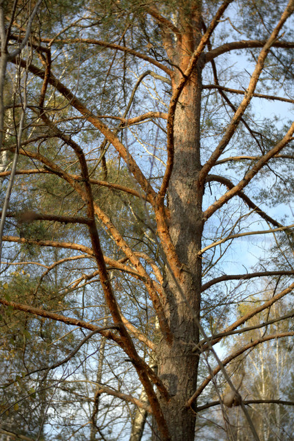 DSC7458-result.jpg