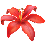 lily flower 02