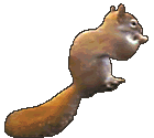 squirrel 4