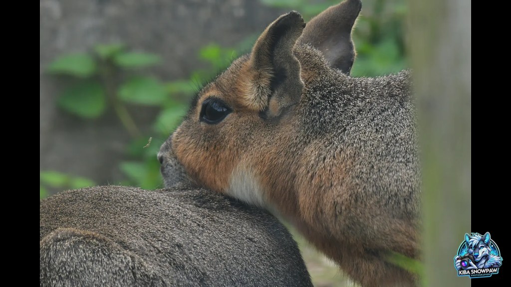 A Patagonian mara in profile.