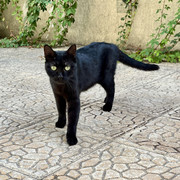 Çorap