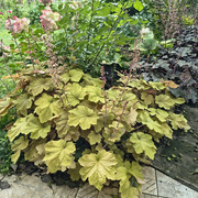 heuchera