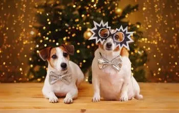 10 Healthy New Year’s Resolutions For Your Dog