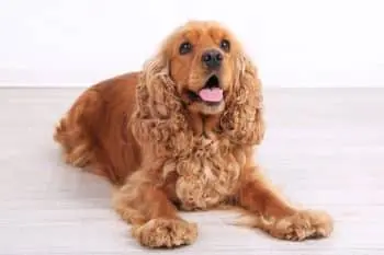 Best Dog Foods for a Healthy Cocker Spaniel