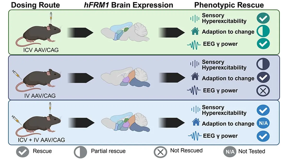 Gene Therapy Shows Promise for Fragile X Syndrome