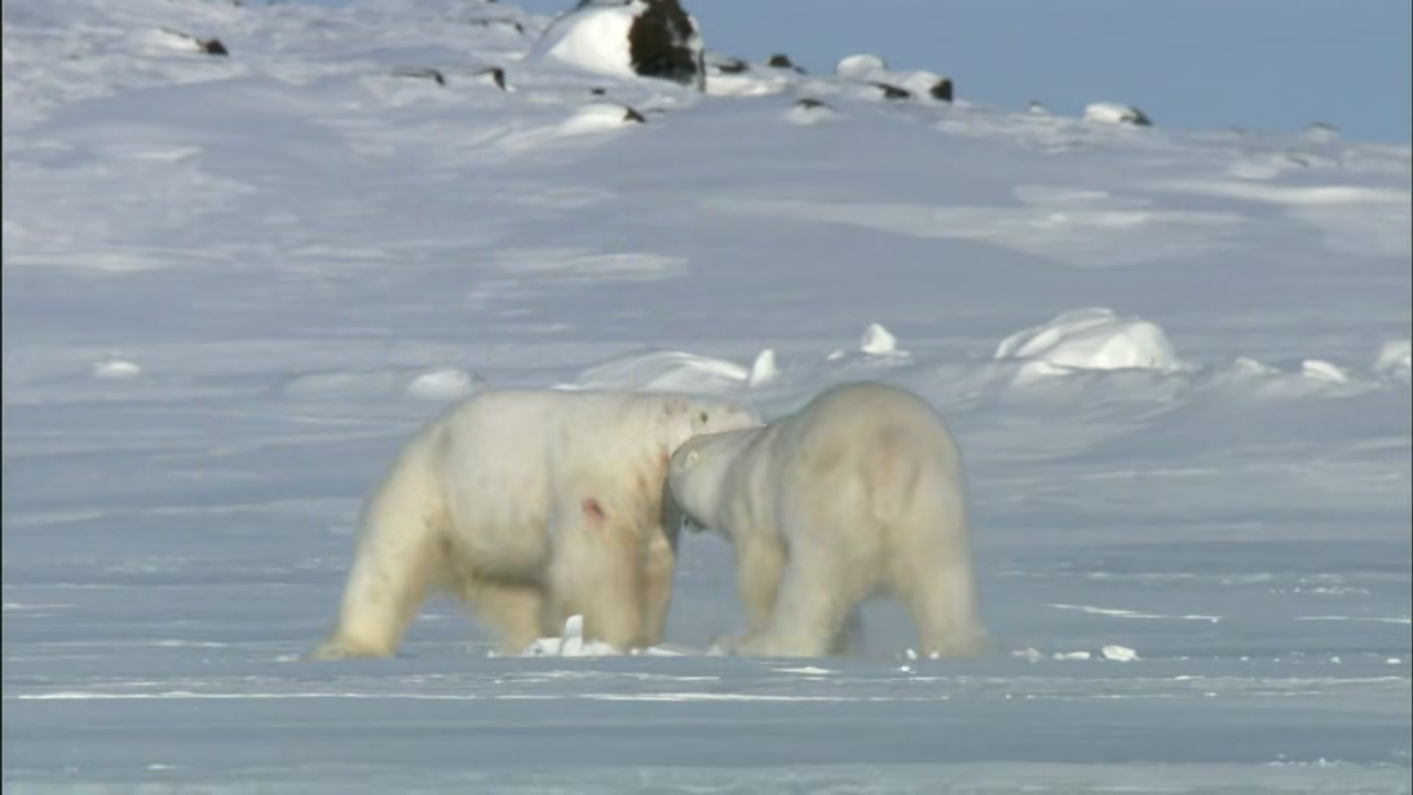 Frozen Planet Screenshot