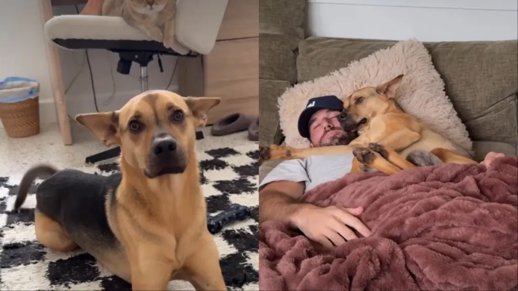 Rescued Dog Waits for Owner’s Cue Before Snuggling on the Couch