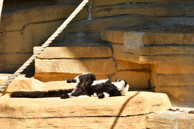 A black-and-white ruffed lemur resting on rocks at Copenhagen Zoo.
