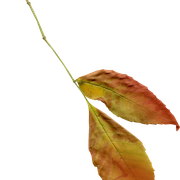 Leaves23