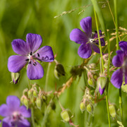 IMGP3336
