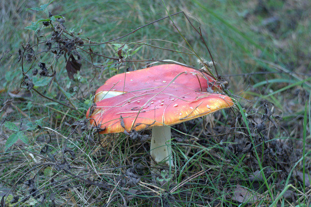 DSC7410-result.jpg