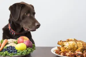 Top Foods to Help Prevent Cancer in Dogs