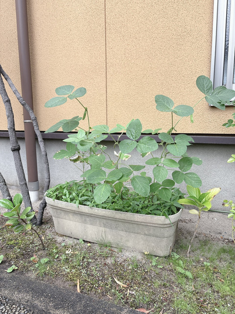 お客様宅の軒先のプランターで育つ枝豆