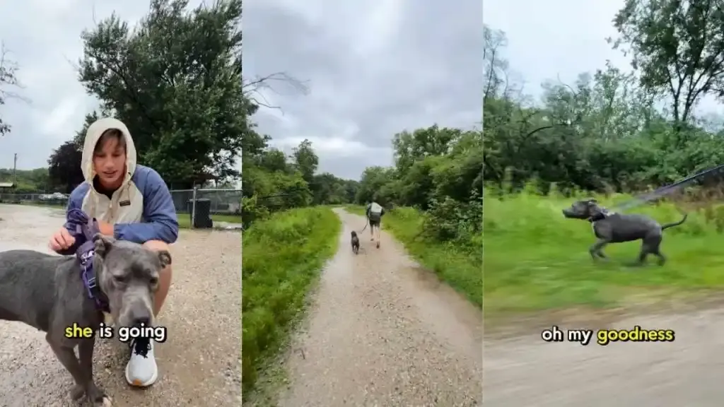 Shelter Dog's Rainy Run Sparks Joy After Weeks of Waiting