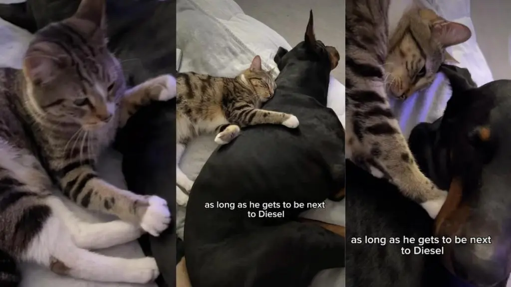 Heartwarming Friendship Between Dog and Cat Captivates Online Audience