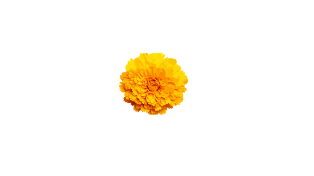 Marigold