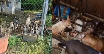 Over 100 Chihuahuas Rescued from Hoarding Nightmare